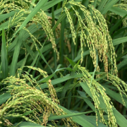 Hybrid Paddy Product